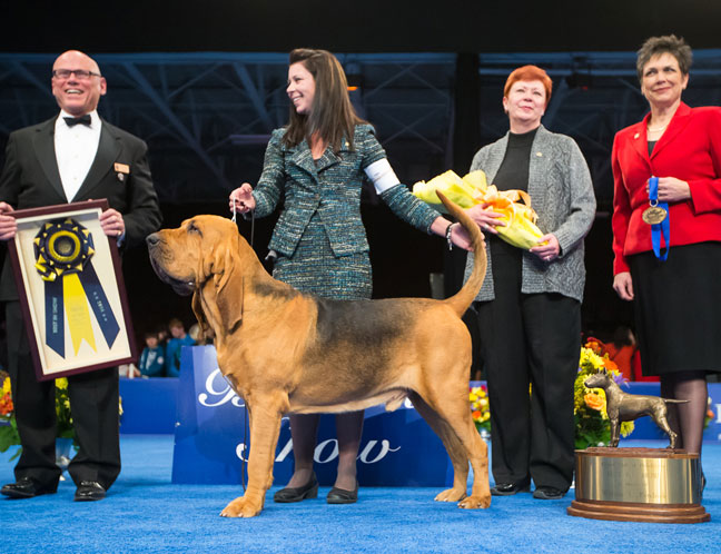 Purina_Dogshow_Winner